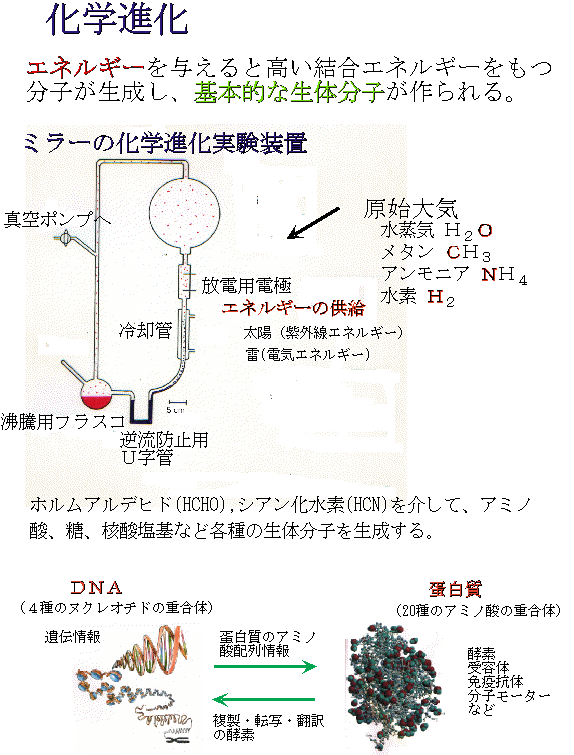 高級感 激レア 生体分子の分析科学 1 sitedev.minifinder.se